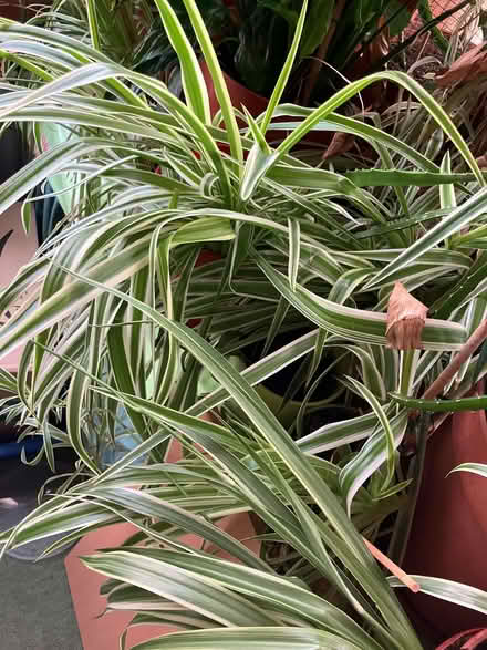 Photo of free Spider Plants 8 of them (Hill Top) #1