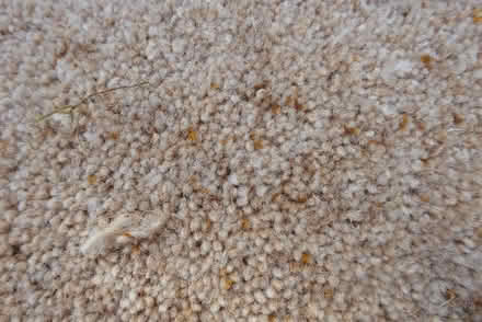 Photo of free Carpet offcuts (Berkhamsted HP4) #1