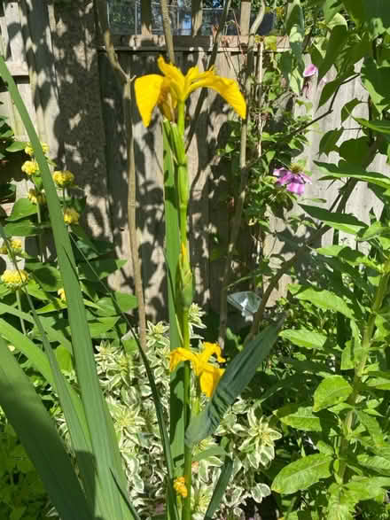 Photo of free Yellow flag Iris (N11 Bounds Green) #1