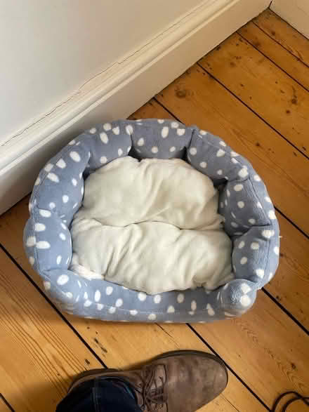 Photo of free Cat things (Summertown OX2) #1