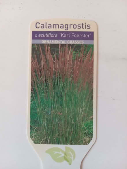 Photo of free Tall ornamental grass (Kingswood BS15) #1