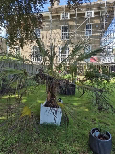 Photo of free Mexican fan palm (Blackheath, SE13) #1