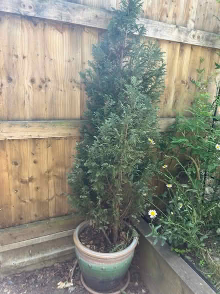 Photo of free Potted fir trees (Epsom KT19) #3