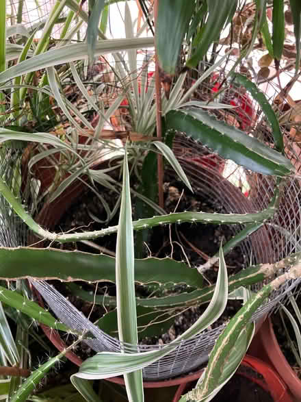 Photo of free Three Dragon Fruit plants (Hill Top) #1