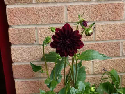 Photo of free Dahlias (Paignton TQ4) #2