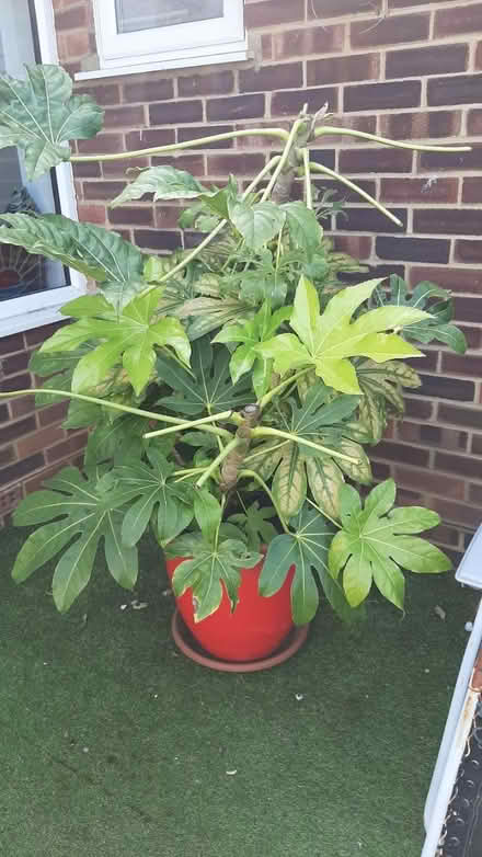 Photo of free plant (peacehaven) #1