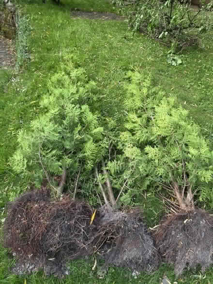 Photo of free Three trees (Gnosall ST20) #1