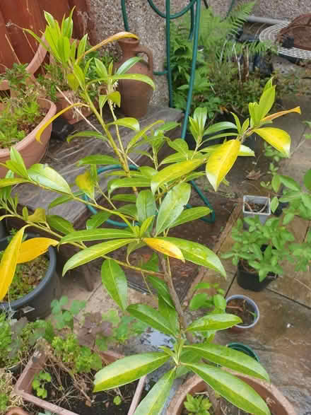Photo of free Laurel plant, about 2 feet high (Stoke Heath CV6) #1