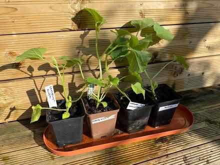 Photo of free Cantaloupe Melon Plants x 4 (Weston) #1