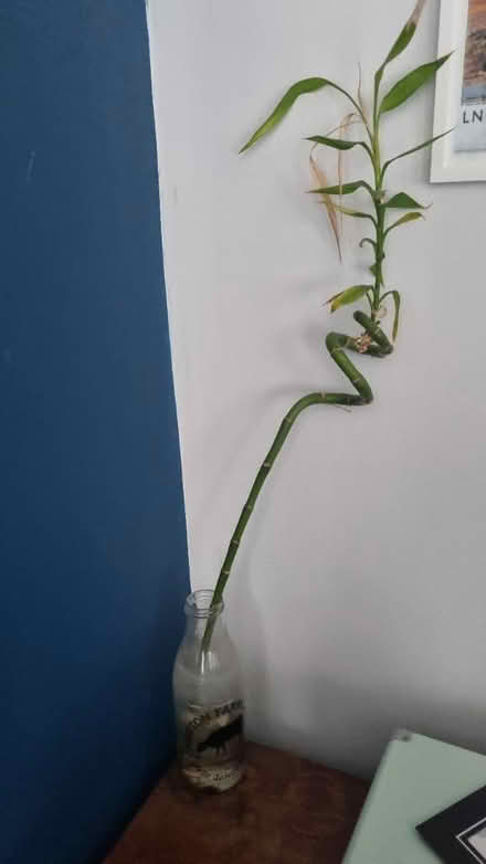 Photo of free Bamboo succulent (Blackheath Royal Standard SE3) #1