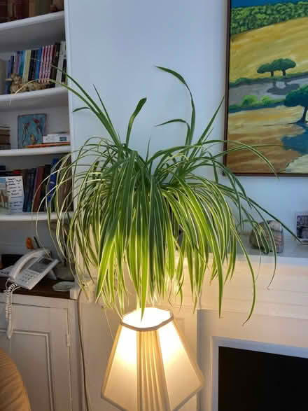 Photo of free 2 Spider Plants grown too large for my room. (Weston) #2