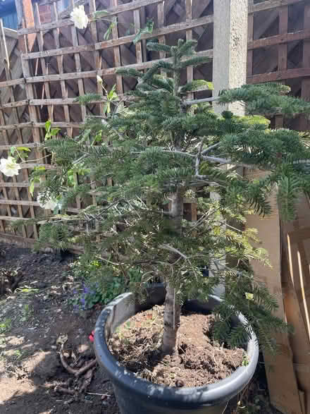 Photo of free Potted Christmas tree (Chessington KT9) #1