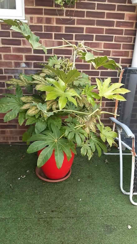 Photo of free plant (peacehaven) #2