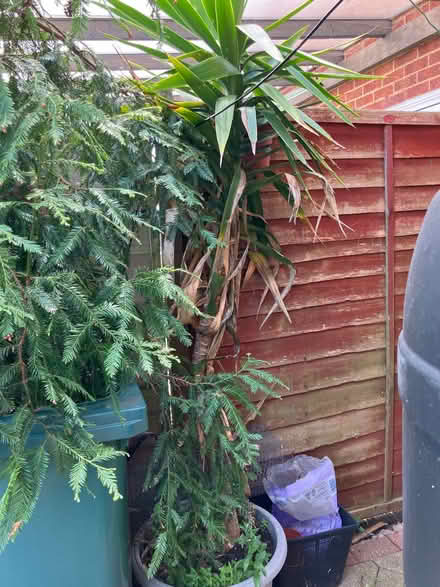 Photo of free Yukka Tree (Hill Top) #1