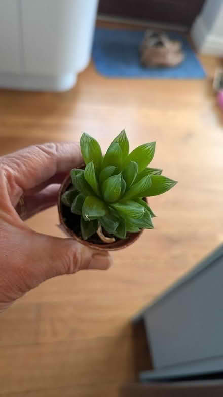 Photo of free Succulents. (Westgate LA3) #2