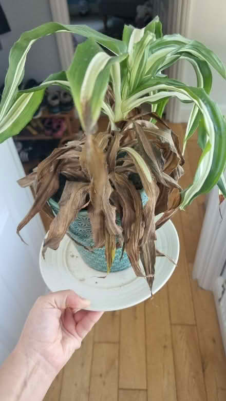 Photo of free House plant in need or rescuing (Blackheath Royal Standard SE3) #1