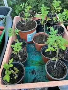 Photo of free young tomato plants (Ballumbie DD4) #1