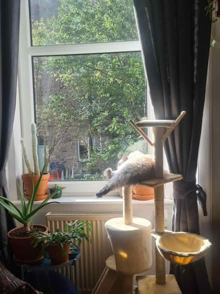 Photo of free Cat Tree (Loanhead, EH20) #1