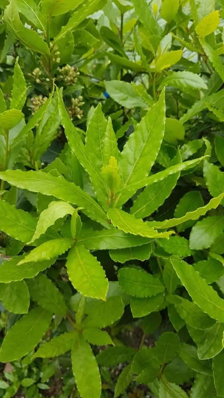 Photo of free Bunches of Bay leaves (Seaside BN22) #1