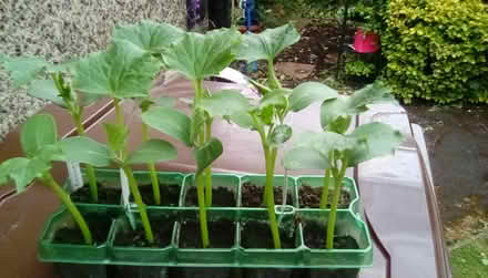 Photo of free Cucumber plants (Derby DE23) #1