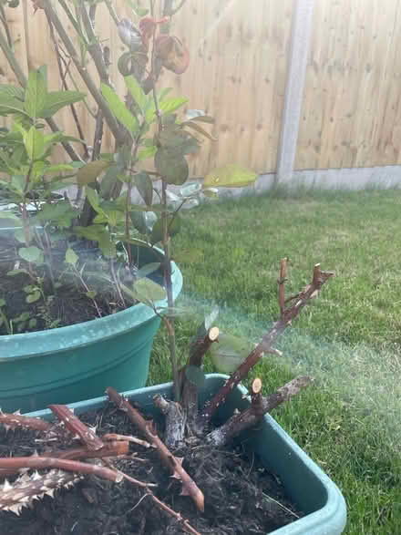 Photo of free 3 roses, red and white (Hampden Park BN22) #2