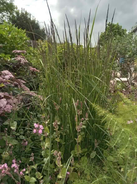 Photo of free Tall ornamental grass (Kingswood BS15) #3