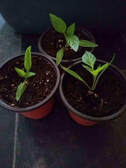 Photo of free Bell Pepper Plant Seedlings (CT9) #1