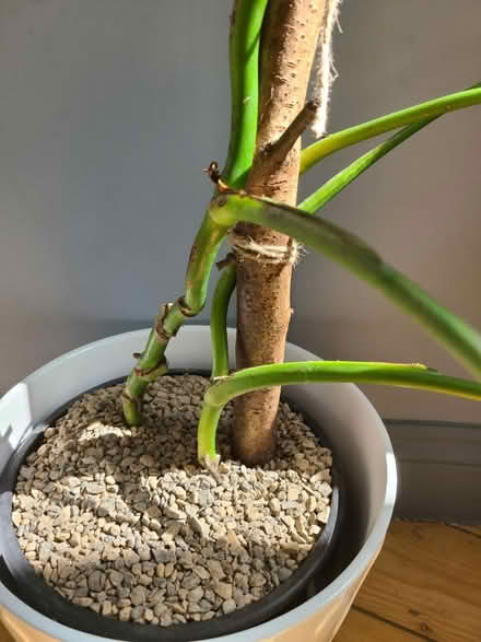 Photo of free 2x Monstera Stems (Prestwich M25) #2