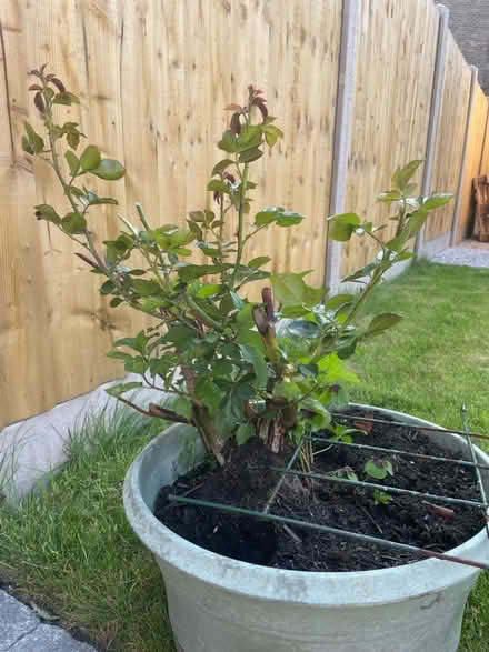 Photo of free 3 roses, red and white (Hampden Park BN22) #3