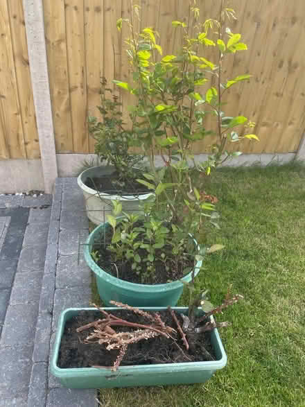Photo of free 3 roses, red and white (Hampden Park BN22) #1