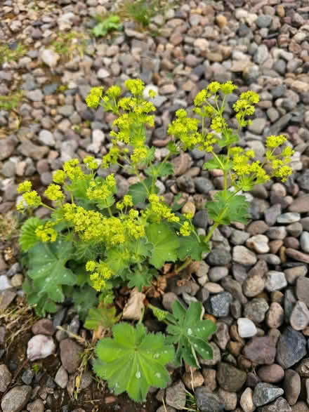 Photo of free Lady's mantle/ Alchemilla plants (Wolfhill PH2) #1