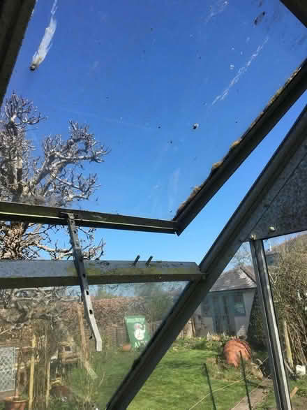 Photo of free Greenhouse (Chippenham SN15) #3