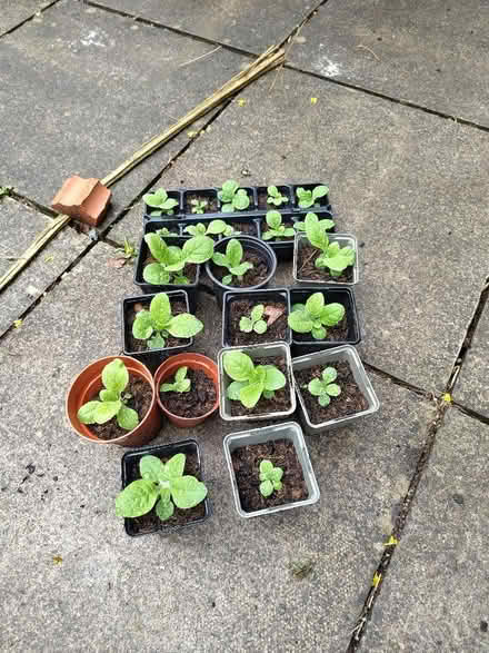 Photo of free Nicotiana (tobacco plant) Seedlings (Chippenham SN14) #1