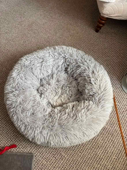 Photo of free Cat / small dog doughnut bed (EH25, Roslin) #1
