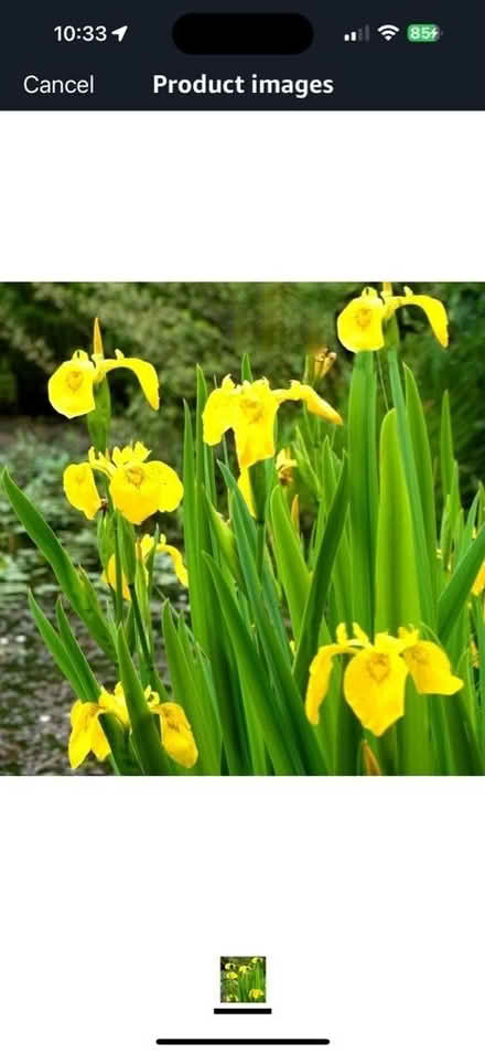 Photo of free Pond Iris (Buxton NR10) #1
