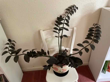 Photo of free Big ZZ plant (Orton Goldhay) #1