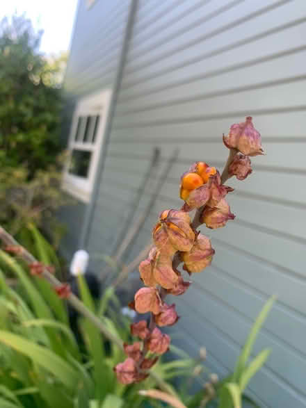 Photo of free Corms (downtown Palo Alto) #3