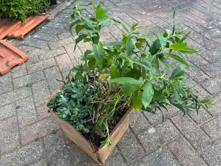 Photo of free Mixed perennials (Waterlooville PO7) #1
