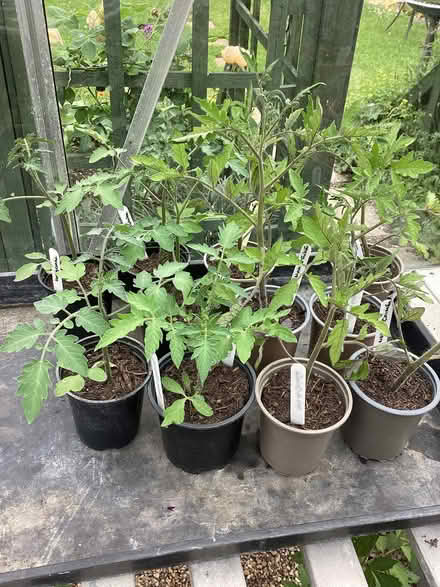 Photo of free Tomato plants x 12 (Barnet, Stirling Corner WD6) #1