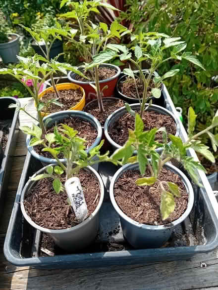 Photo of free Tomato plants (Hampden park) #3