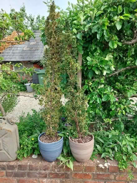 Photo of free Mini conifers (Nailsworth GL6) #1