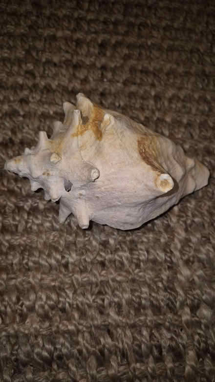 Photo of free Massive shell (Lower Clapton, Hackney) #2