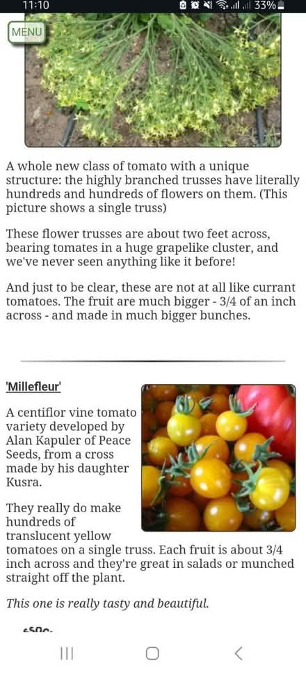 Photo of free Tomato plants looking for new home (BS24) #2