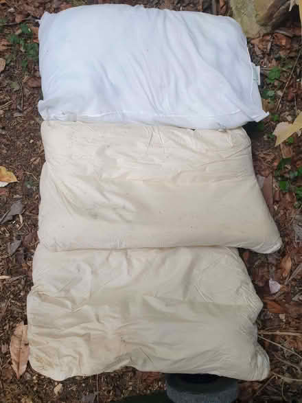 Photo of free 3 pillows, suitable for pet beds (Painswick GL6) #1