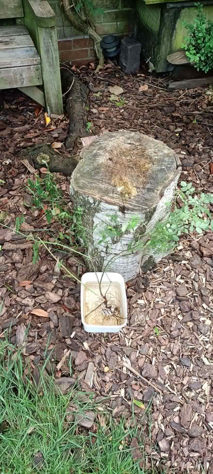 Photo of free Dog Rose (Little Stoke ST15) #1