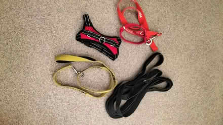 Photo of free Dog leads, small harness and collar (Catchems End DY12) #1