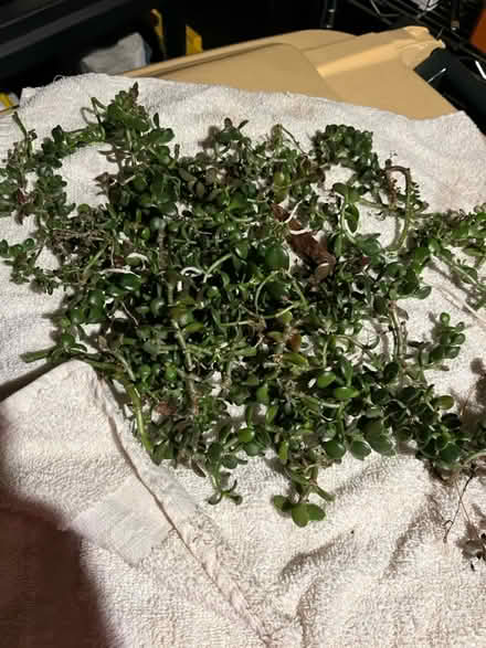Photo of free Jade Cuttings (Near 75th and Woodridge Dr.) #1