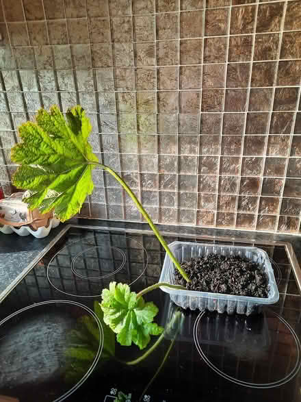 Photo of free Darmera Peltata cutting damp spots (Morden SM4) #4