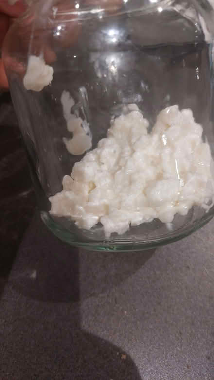 Photo of free Kefir grains (Broadsands TQ4) #2