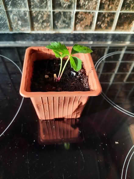 Photo of free Hellebore Seedling white / purple (Morden SM4) #3